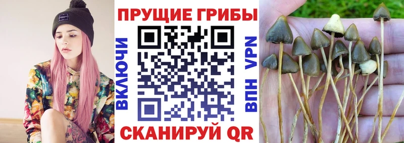 Галлюциногенные грибы мицелий  shop какой сайт  Кунгур 
